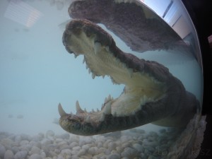 DCIM100GOPROGOPR2972.