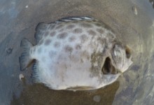 DCIM100GOPROGOPR0144.
