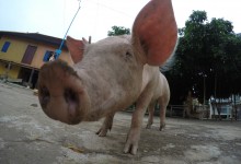 DCIM100GOPROGOPR0884.